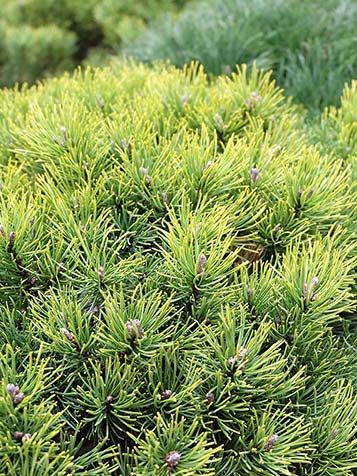 pinus mugo behoord tot de traag groeiende dennen 