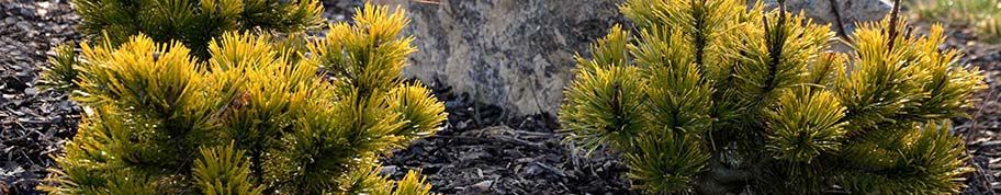 Pinus mugo is een groenblijvende naaldachtige struik