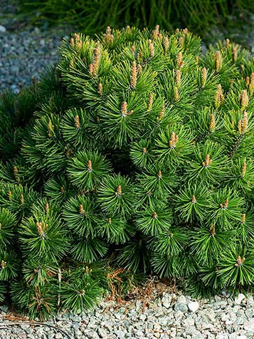 kleine lage dennen struik is pinus mugo voor een kleine tuin of balkon