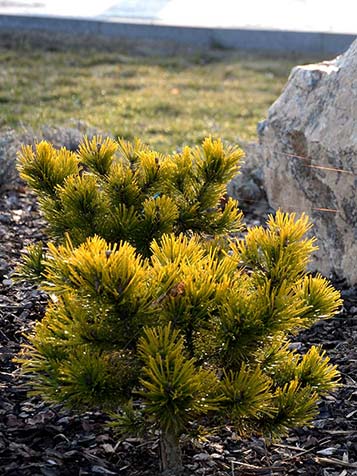 Pinus mugo ook met donkere gele naalden die hij niet verliest