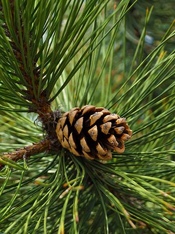 De naalden van Pinus nigra blijven jaarrond aan de plant zitten en blijven ook groen van kleur tijdens de wintermaanden