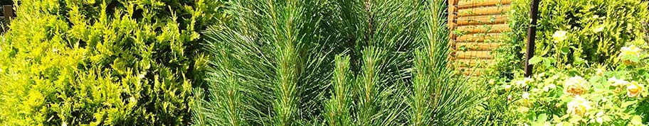 Pinus nigra heeft langere naalden dan de meeste andere dennen