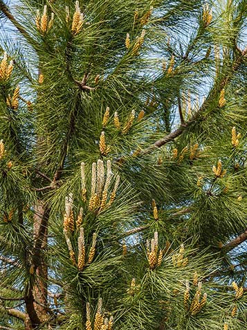 als solitair kom de pinus pinea het beste tot zijn recht en heeft weinig onderhoud nodig