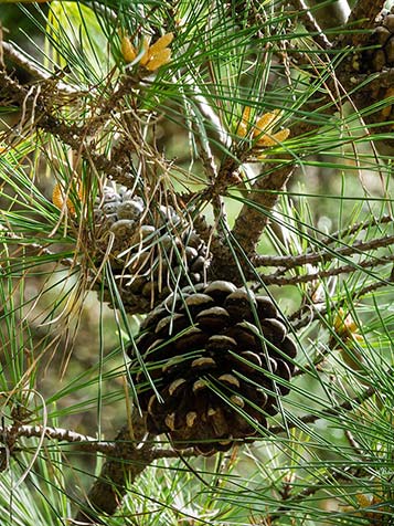 kegels van de parasolden of pinus pinea vruchten is een denneappel