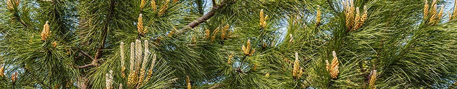 de pijnboom of pinus pinea kan goed tegen wind en groeit op zand grond