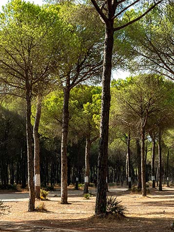 de pinus pinea kan een enorme boom worden en is dus absoluut niet geschikt voor kleine tuinen