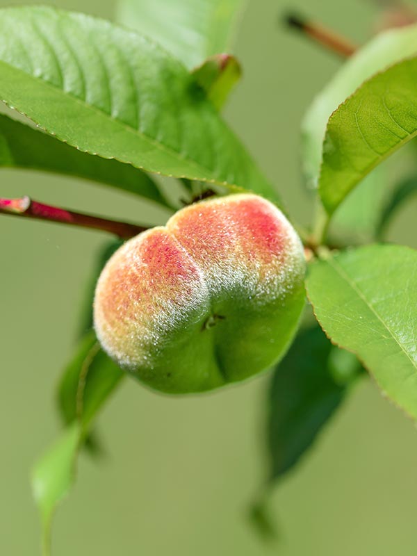 snoeien van de perzikboom is noodzakelijk om de boom jong te houden