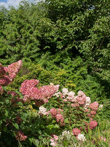 De bloemen van een pluimhortensia verkleuren vaak van wit of roomwit naar groenwit, roze of rood