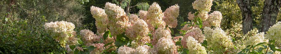 De pluimhortensia bloeit met pluimvormige bloemtrossen die ook wel schapenkoppen worden genoemd