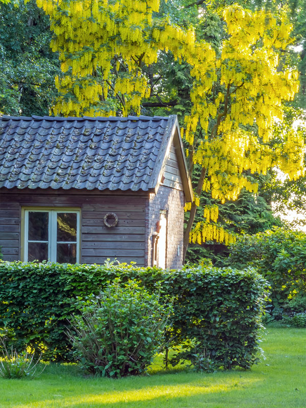 De sierbomen zijn op Tuinplantenwinkel.nl onderverdeeld in verschillende groepen. Bloesembomen zijn zeer rijke bloeiers en geven een oase van kleur aan de tuin.