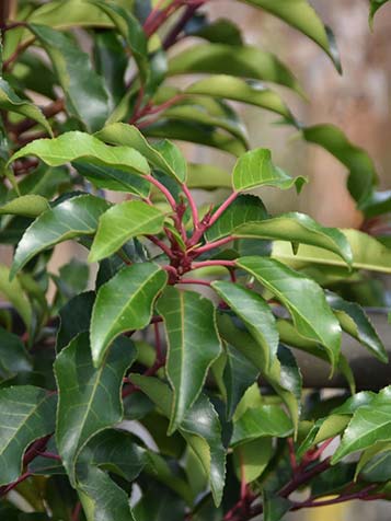 In de winter kleuren de stengels van de plant roder waardoor een mooi contrast ontstaat met de bladeren