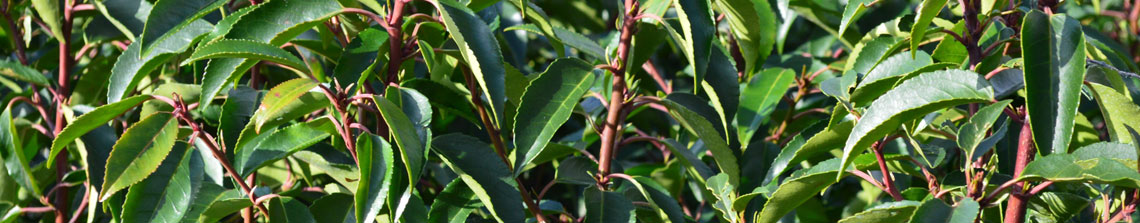 Portugese laurier is een fijnbladige laurierplant die zowel als haag en als solitair kan worden toegepast