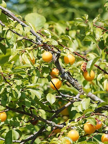 In de zomer geeft de Prunus domestica talrijke eetbare vruchten in allerlei kleuren