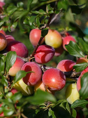 Prunus victoria is het beste te snoeien direct na de pluk van de vruchten in juli of augustus