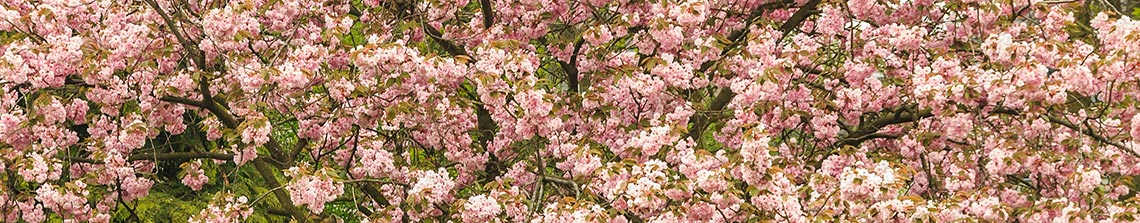 In het voorjaar zijn de bloesems van een prunus serrulata niet te missen