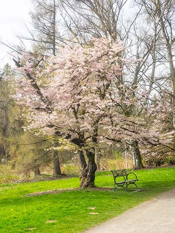 Een prunus serrulata voelt zich thuis in de volle zon of in de halfschaduw en groeit op elke goed doorlatende grond