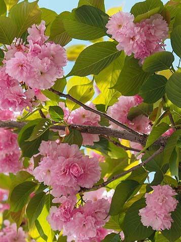 Voor velen vormen deze bloesembomen de aankondiging van het voorjaar en zijn het geliefde bomen