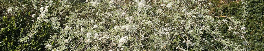 Pyrus salicifolia heeft opvallend smal grijsbehaard blad en een witte bloesem in het voorjaar