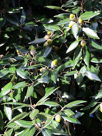 Quercus ilex is goed winterhard op beschutte plaatsen