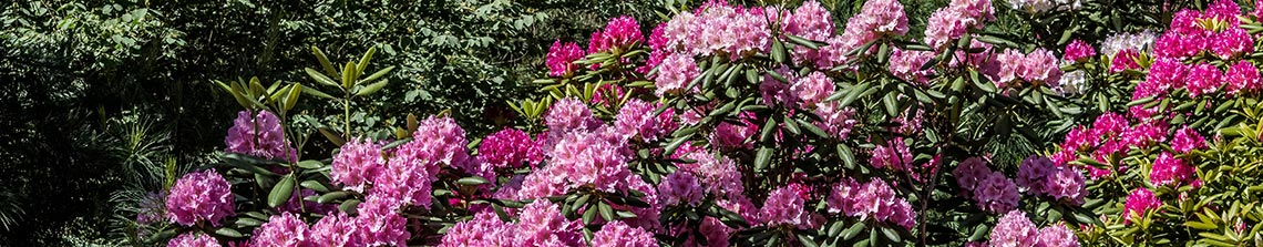Rhododendron catawbiense is een van de sterkste rododendron voor de tuin