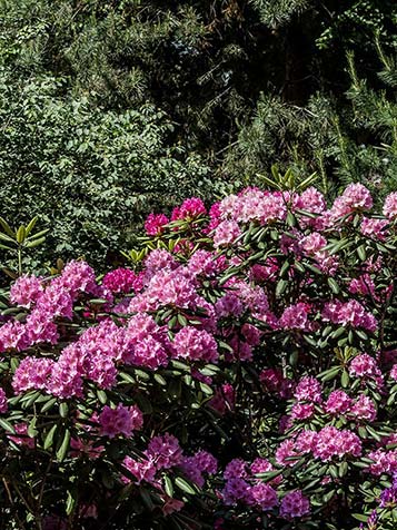 Rhododendron catawbiense is een groenblijvende heester die goed groeit in de schaduw op humusrijke grond