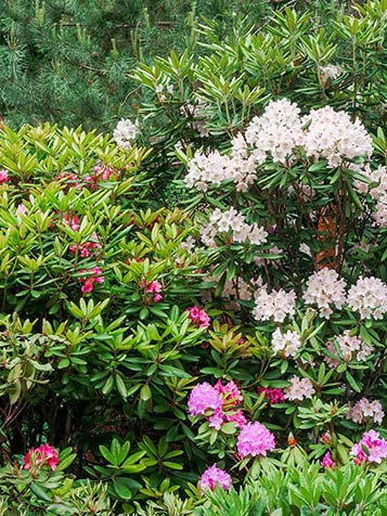 Plant de Rhododendron catawbiense in de tuinturf voor het beste resultaat