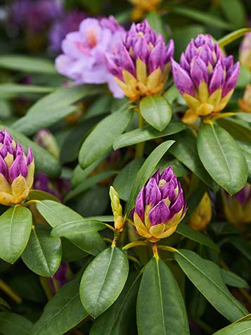 De meest gangbare bloemkleur van de Rhododendron catawbiense is paars