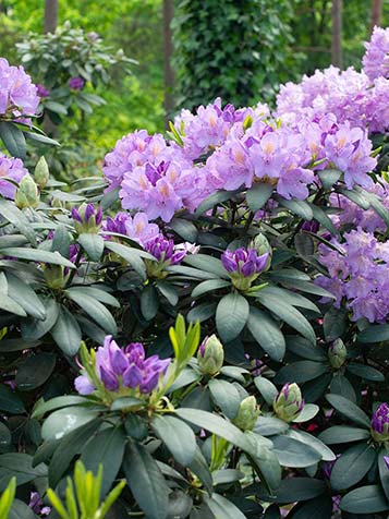 Tuinturf en turfstrooisel voor Rhododendron