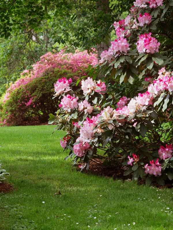 In het voorjaar steelt de rhododendron de show maar ook in de winter blijft de plant groen