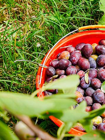 U plukt letterlijk emmers vol vruchten tijdens een goed jaar van de prunus domestica