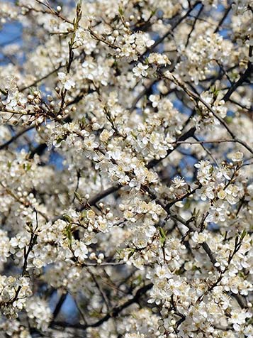 In het voorjaar bloeit de Prunus Victoria met prachtige witte bloesem