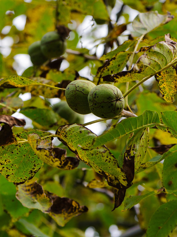 In de nazomer / herfst kunt u genieten van heerlijke walnoten