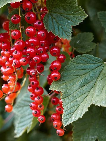 De rode bes is een sterke en gemakkelijk tuinplant voor een zonnige plek in de tuin