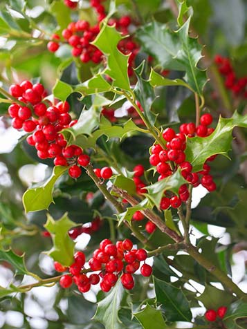 zelfbestuivende ilex auifolium