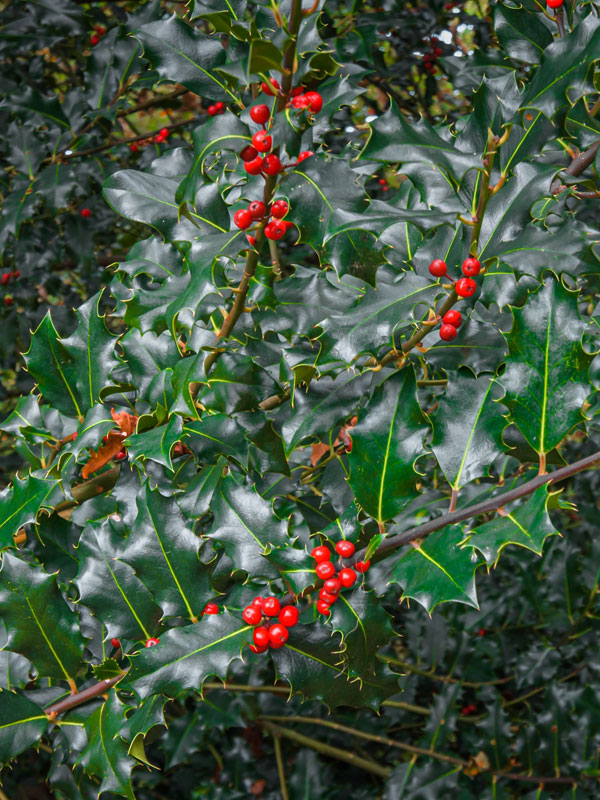 Groenblijvende blauwe hulst wintergroen