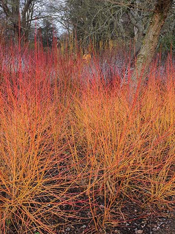 Cornus midwinter fire oranjerood