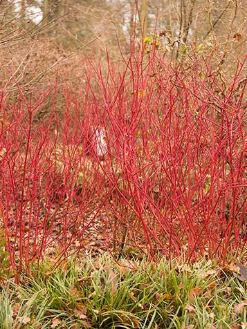 Cornus alba heeft rode takken