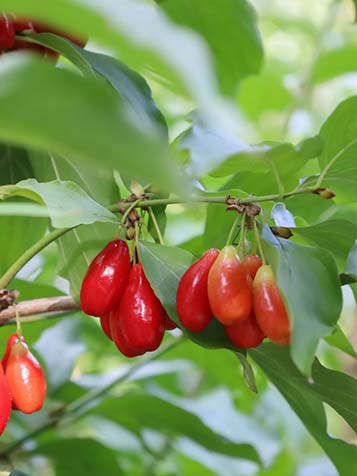 sommige kornoelje planten geven eetbare vruchten