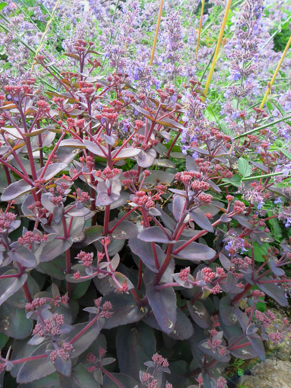 sedum kan goed tegen droogte