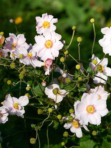 Anemoon heeft roze en witte bloemen