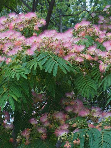 Pluizige bloemen van de Albizia