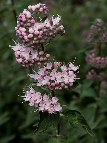 Roze bloeiende cayopteris 