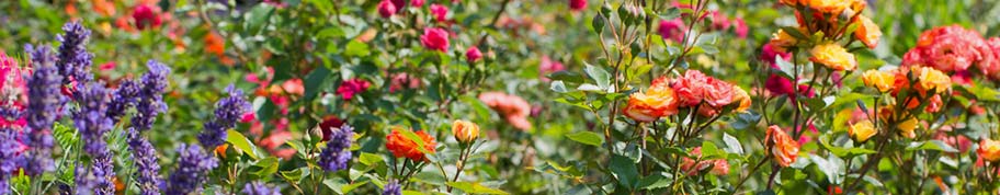 Rozen zijn misschien wel de kleurrijkste bloemen van allemaal en bloeien in ontzettend veel kleuren en kleurstellingen