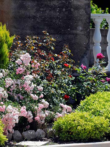Trosrozen laten zich gemakkelijk in een border combineren met andere heesters en vaste planten