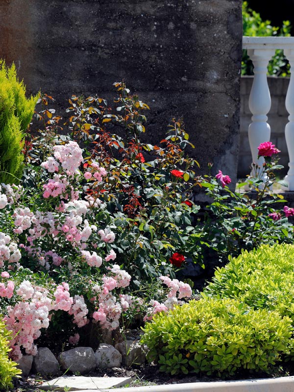 Trosrozen laten zich gemakkelijk in een border combineren met andere heesters en vaste planten