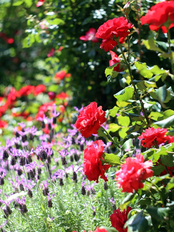 Klassieke rode rozen doen het altijd goed en veel rozen zijn ook prima te gebruiken als snijbloem