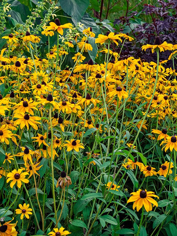 Rudbeckia bloeit zeer rijk