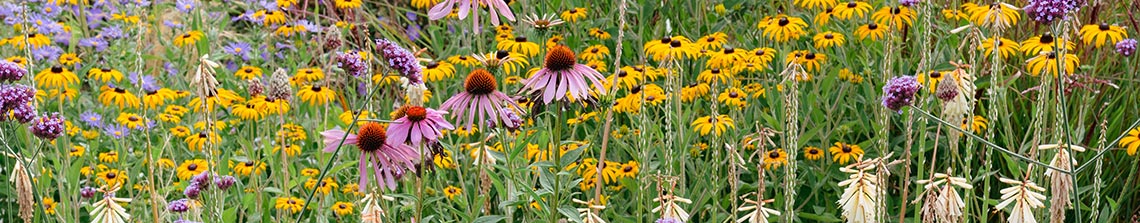 Rudbeckia gele zonnehoed