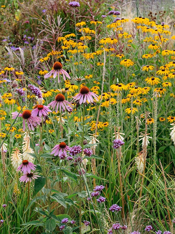 Rudbeckia combineert gemakkelijk met vele planten