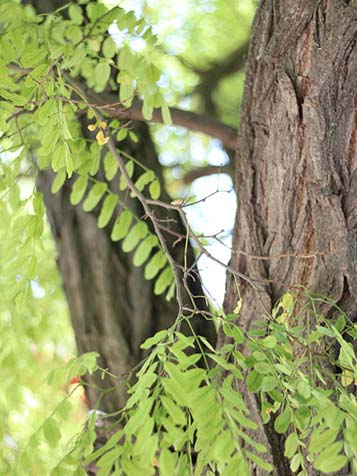 Acacia bomen hebben een ruwe bast, zeker op oudere leeftijd